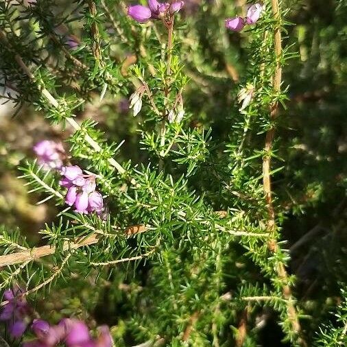 Erica cinerea पत्ता