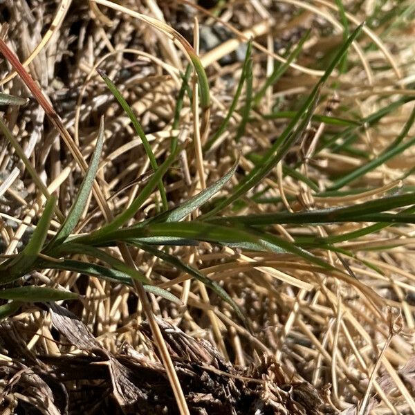 Campanula scheuchzeri Leaf