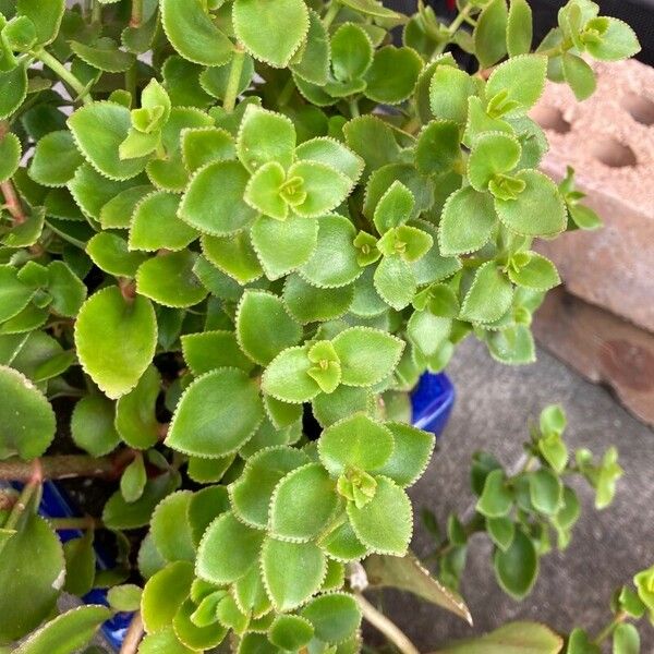 Crassula sarmentosa Leaf