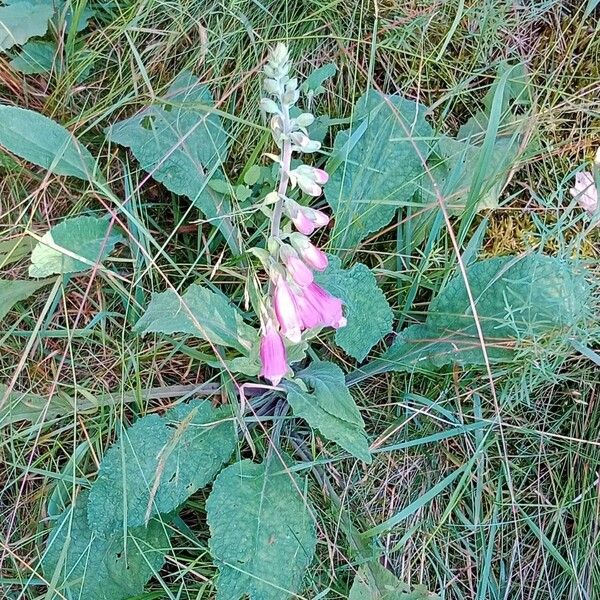 Digitalis purpurea Агульны выгляд