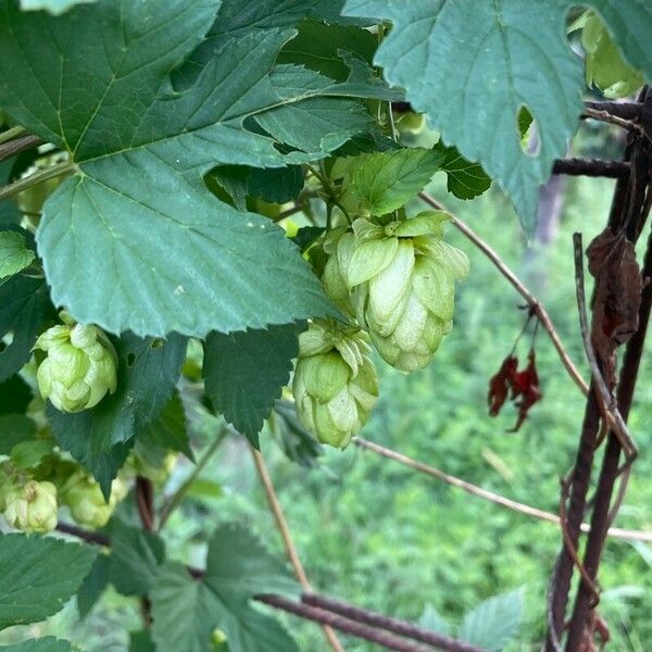 Humulus lupulus ফল