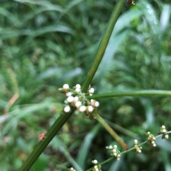 Rumex sanguineus Floro