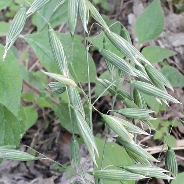 Avena sativa Fruchs