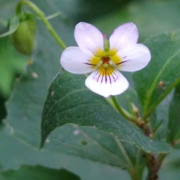 Viola canadensis Fiore