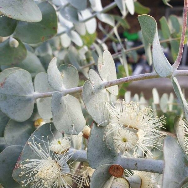 Eucalyptus gunnii Liść