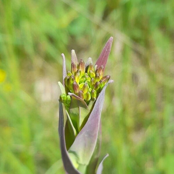 Turritis glabra Bloem