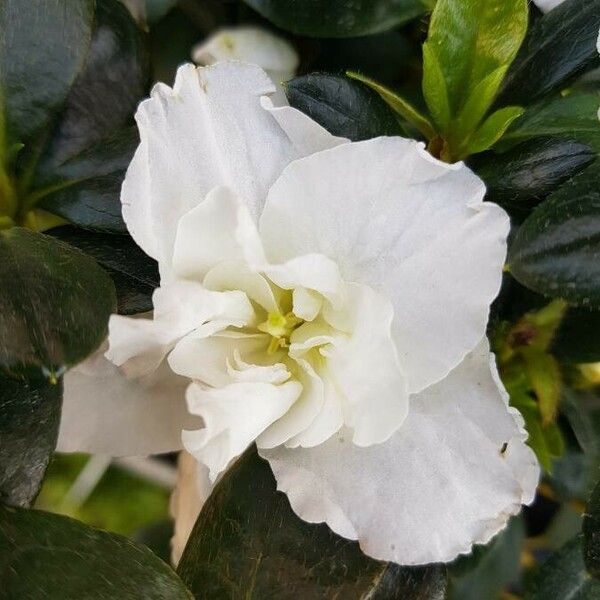 Rhododendron indicum 花