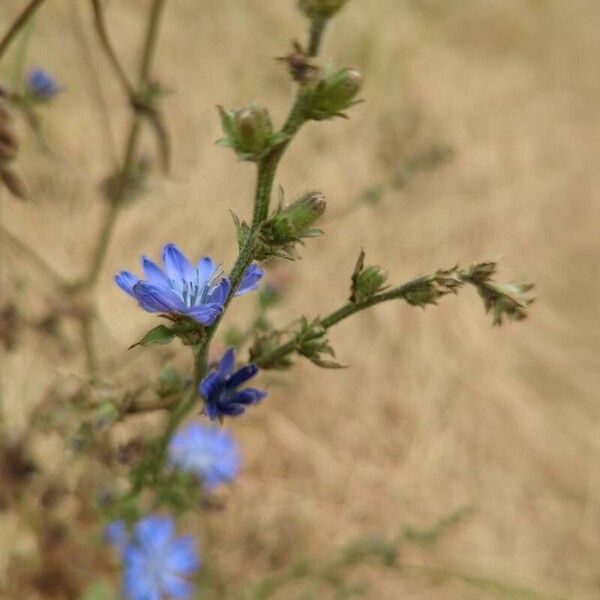 Cichorium endivia برگ