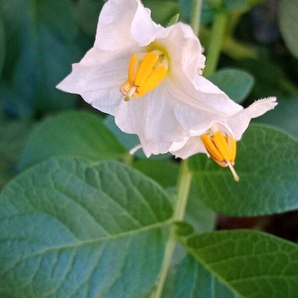 Solanum tuberosum Blüte