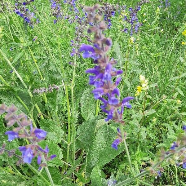 Salvia pratensis Cvet