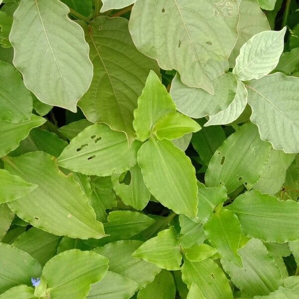 Commelina benghalensis Deilen