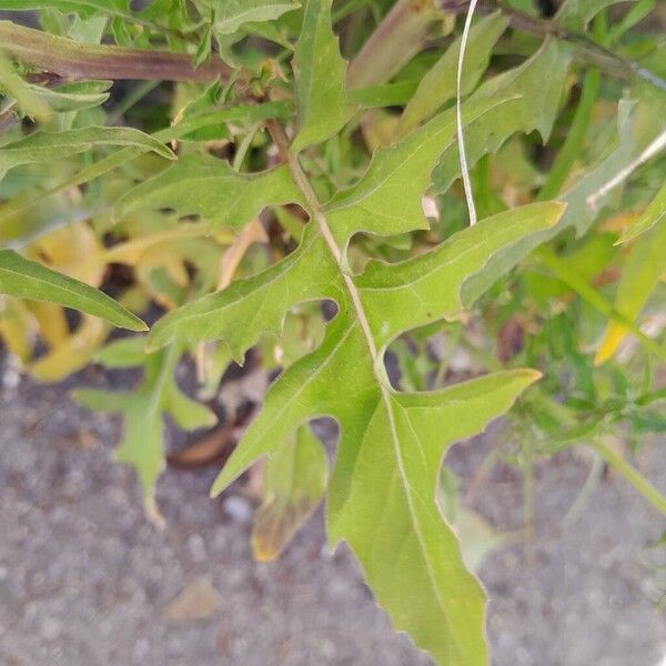 Sisymbrium irio Blatt