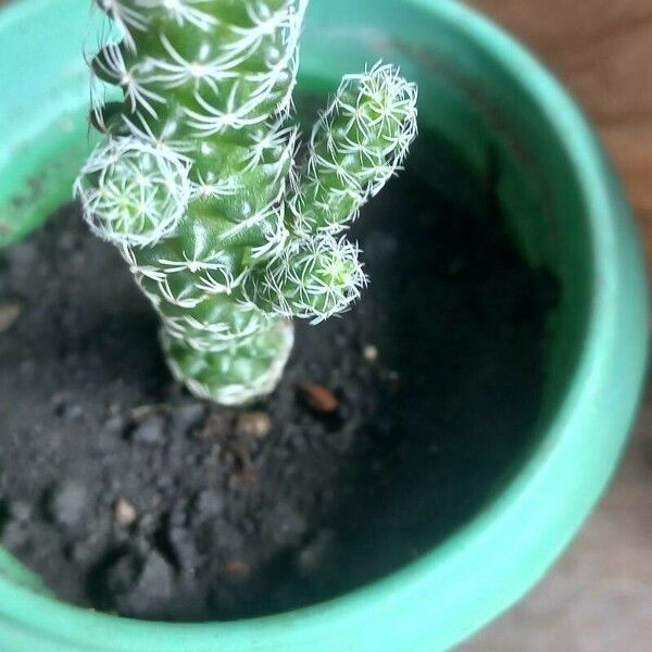 Mammillaria gracilis Blatt