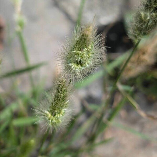 Polypogon monspeliensis Kvet