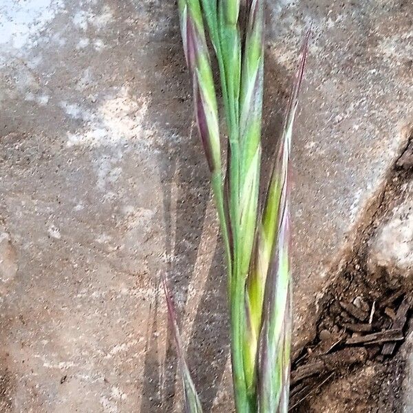 Festuca rubra Blüte