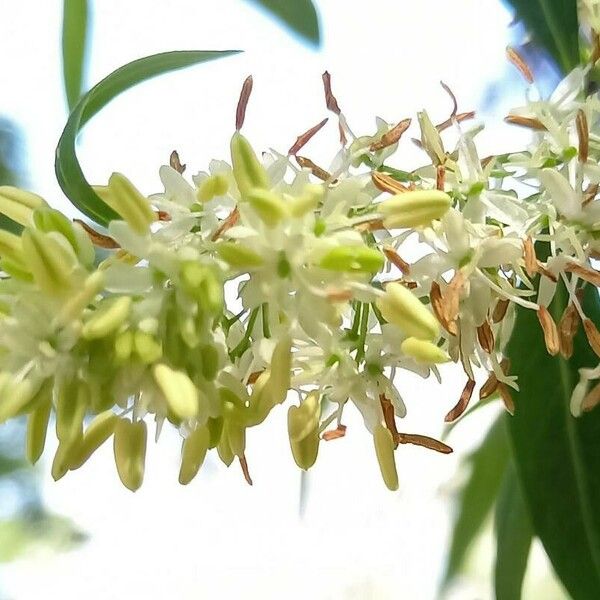 Fontanesia philliraeoides Flower