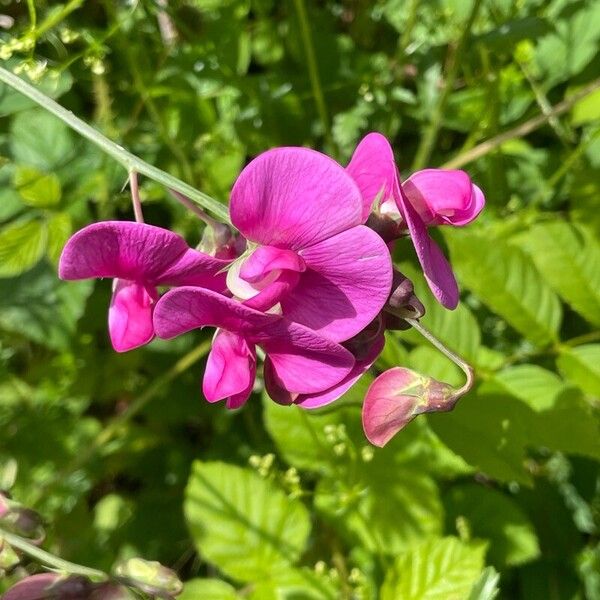 Lathyrus latifolius Lorea