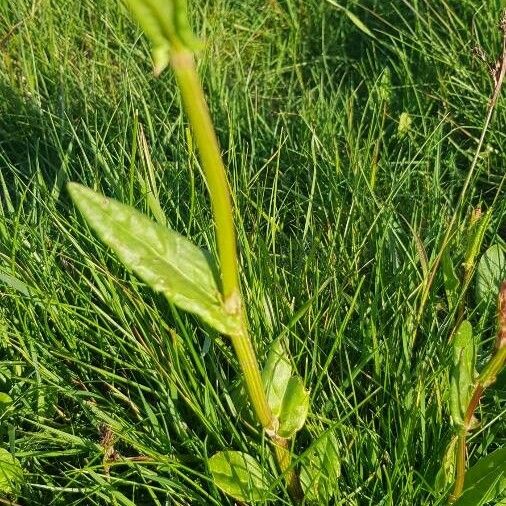 Rumex acetosa Feuille