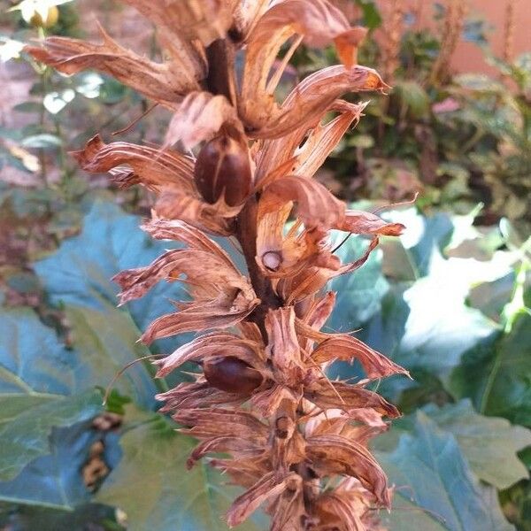 Acanthus mollis Owoc