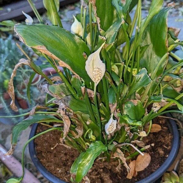 Spathiphyllum wallisii Leaf