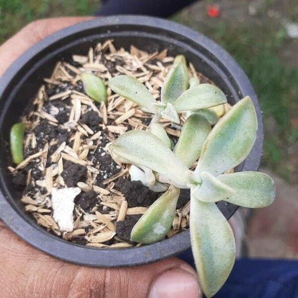 Dudleya greenei List