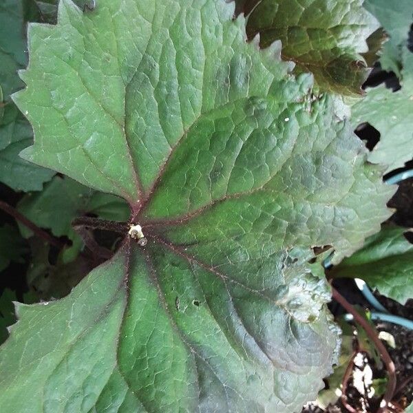 Ligularia dentata ഇല