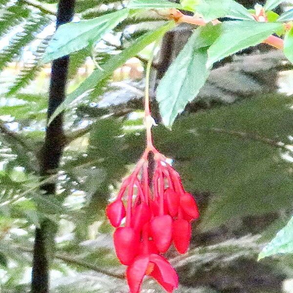 Fuchsia paniculata Blomma