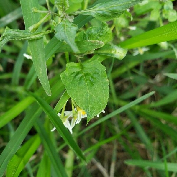 Solanum americanum পাতা