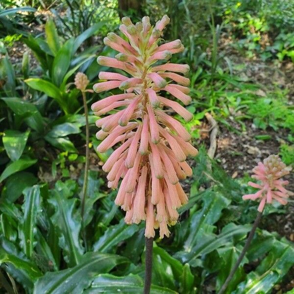 Veltheimia bracteata Blüte