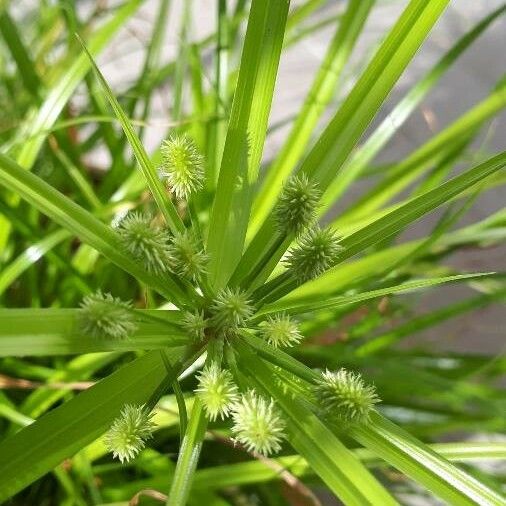 Cyperus alopecuroides Leaf