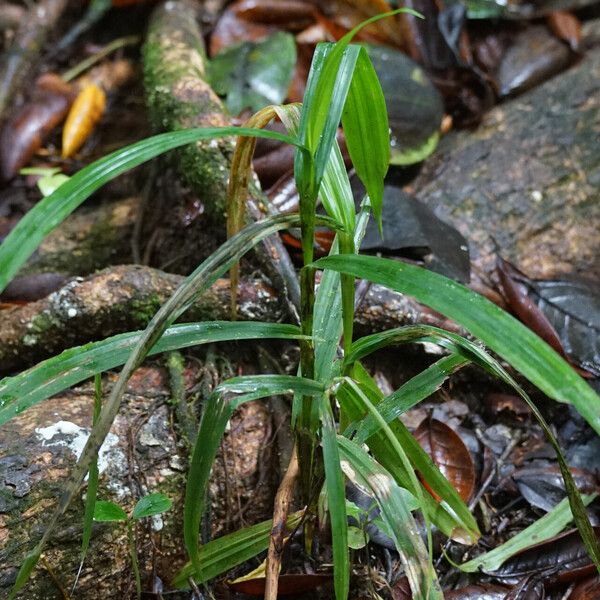 Scleria gaertneri موطن