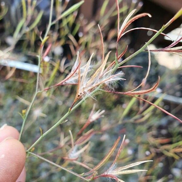 Epilobium brachycarpum Frucht