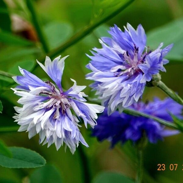 Centaurea cyanus Flor