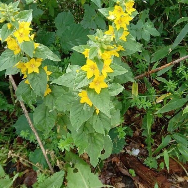 Lysimachia punctata Õis