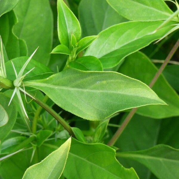 Barleria prionitis Leht