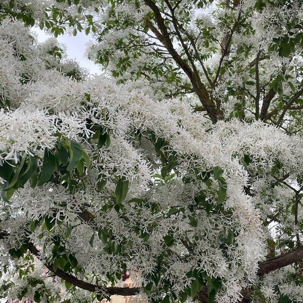 Chionanthus retusus 整株植物