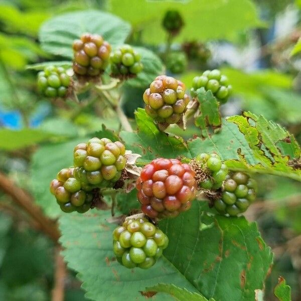 Rubus pruinosus Fruit