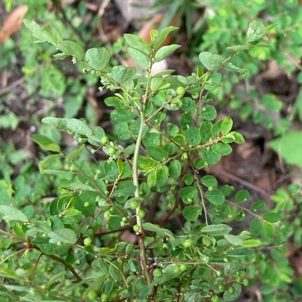 Phyllanthus tenellus Hoja