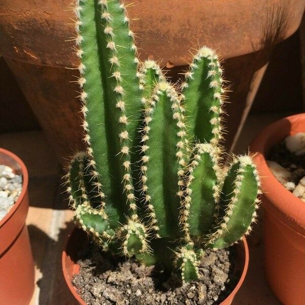 Acanthocereus tetragonus പുറംതൊലി