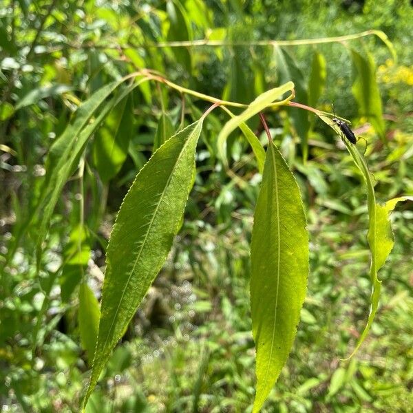 Salix amygdaloides Blad