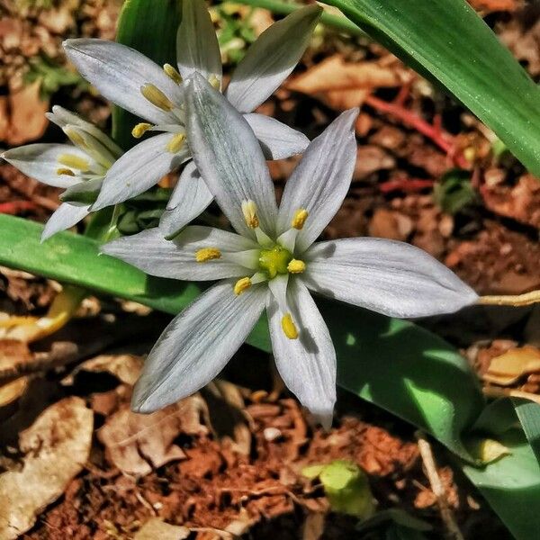 Ornithogalum baeticum പുഷ്പം