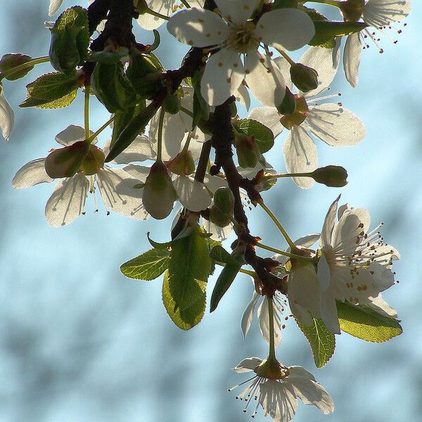 Prunus cerasus Fleur