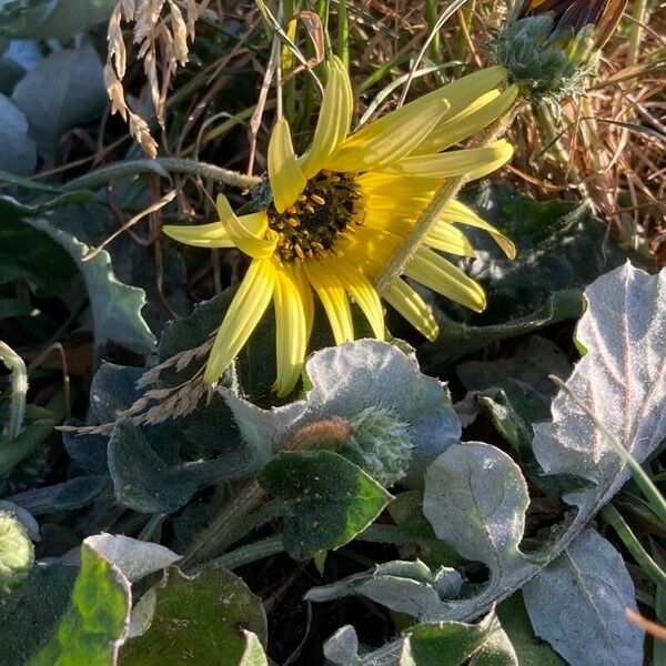 Arctotheca calendula Прочее