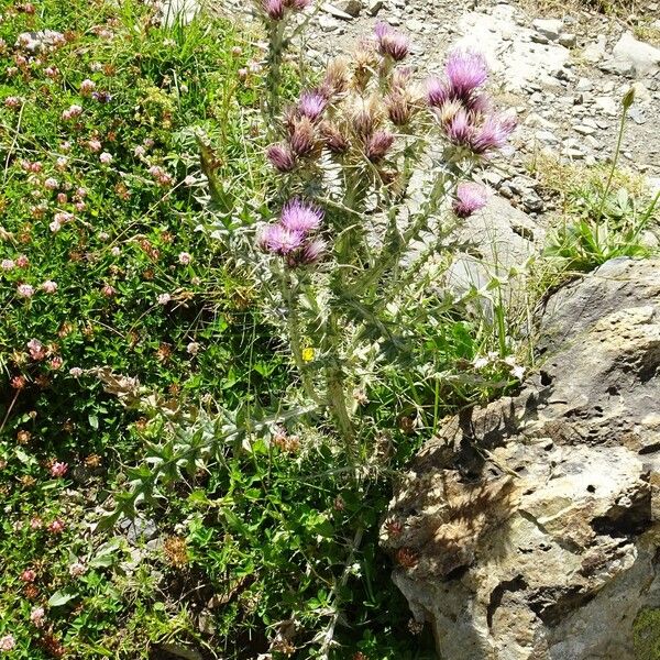 Carduus carlinoides Habit