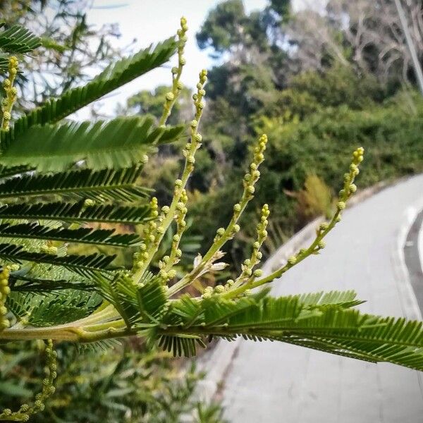 Acacia dealbata 花