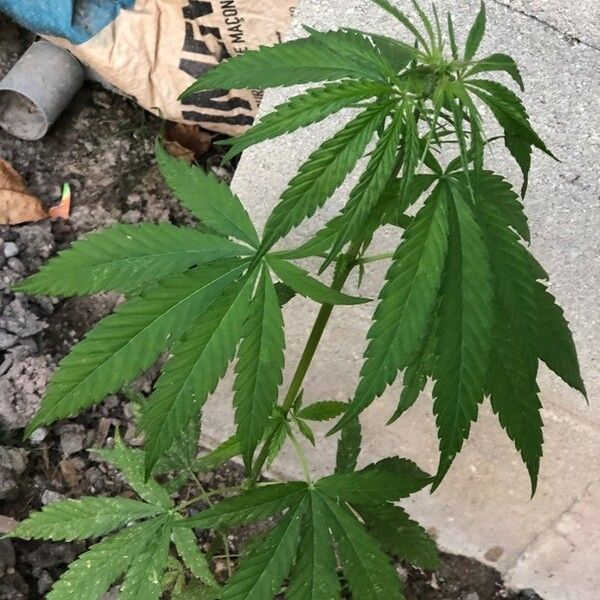 Cannabis sativa Hábito