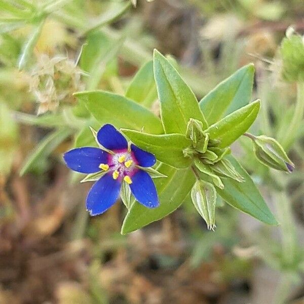 Lysimachia foemina Flower