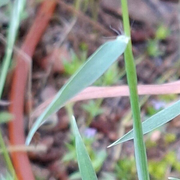 Aegilops geniculata Листок