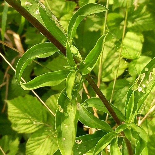 Saponaria officinalis Ліст