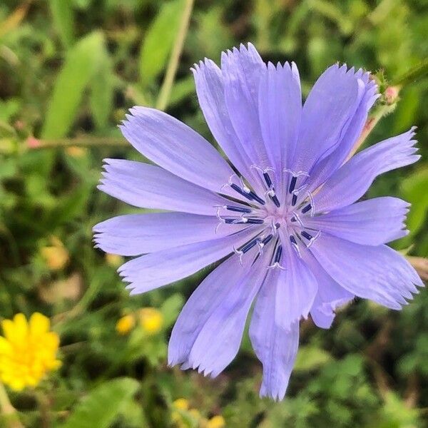 Cichorium endivia Žiedas